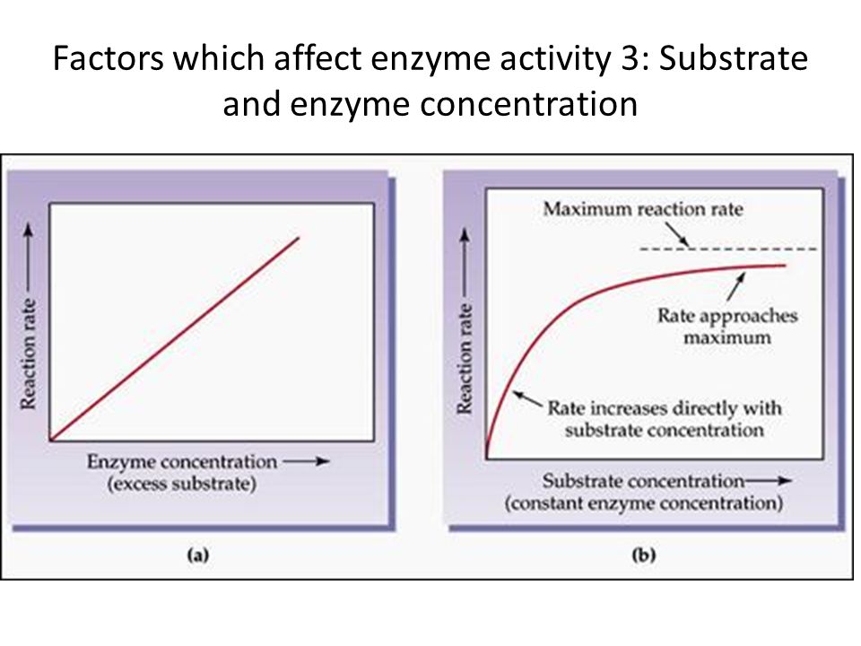 Effect Of Substrate Concentration On The Activity Of Catalase